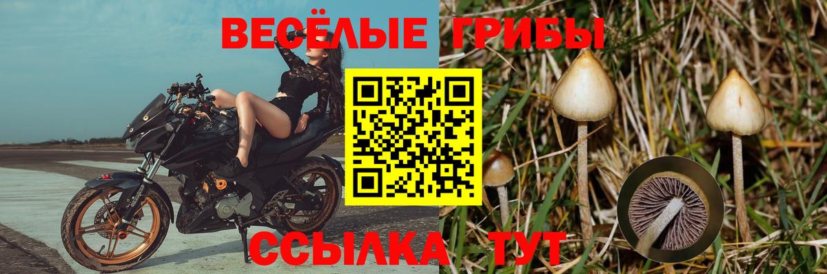 Псилоцибиновые грибы GOLDEN TEACHER Саров
